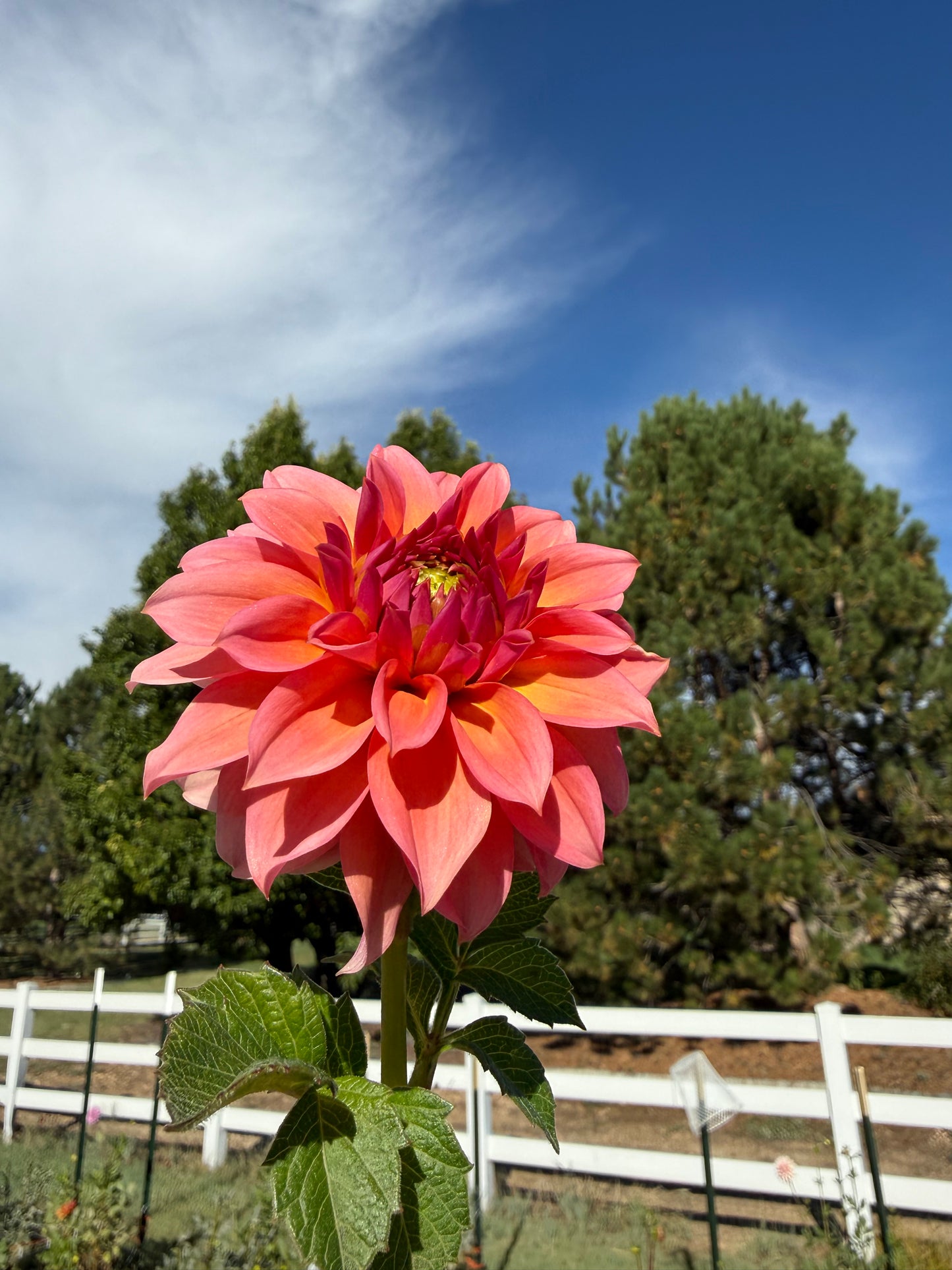 RM Pink Sugar- Cutting