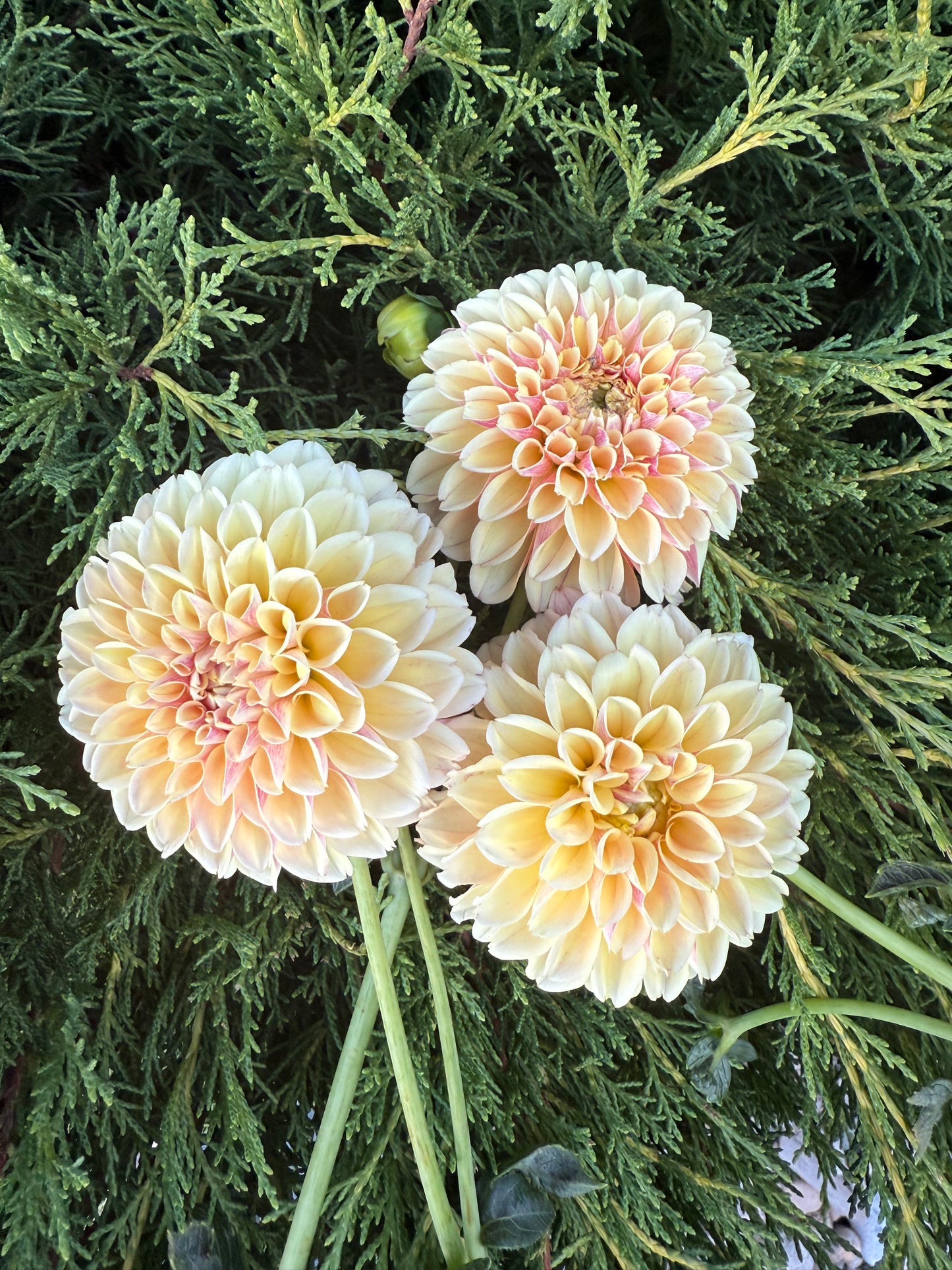 Sweet Suzanne-Cutting