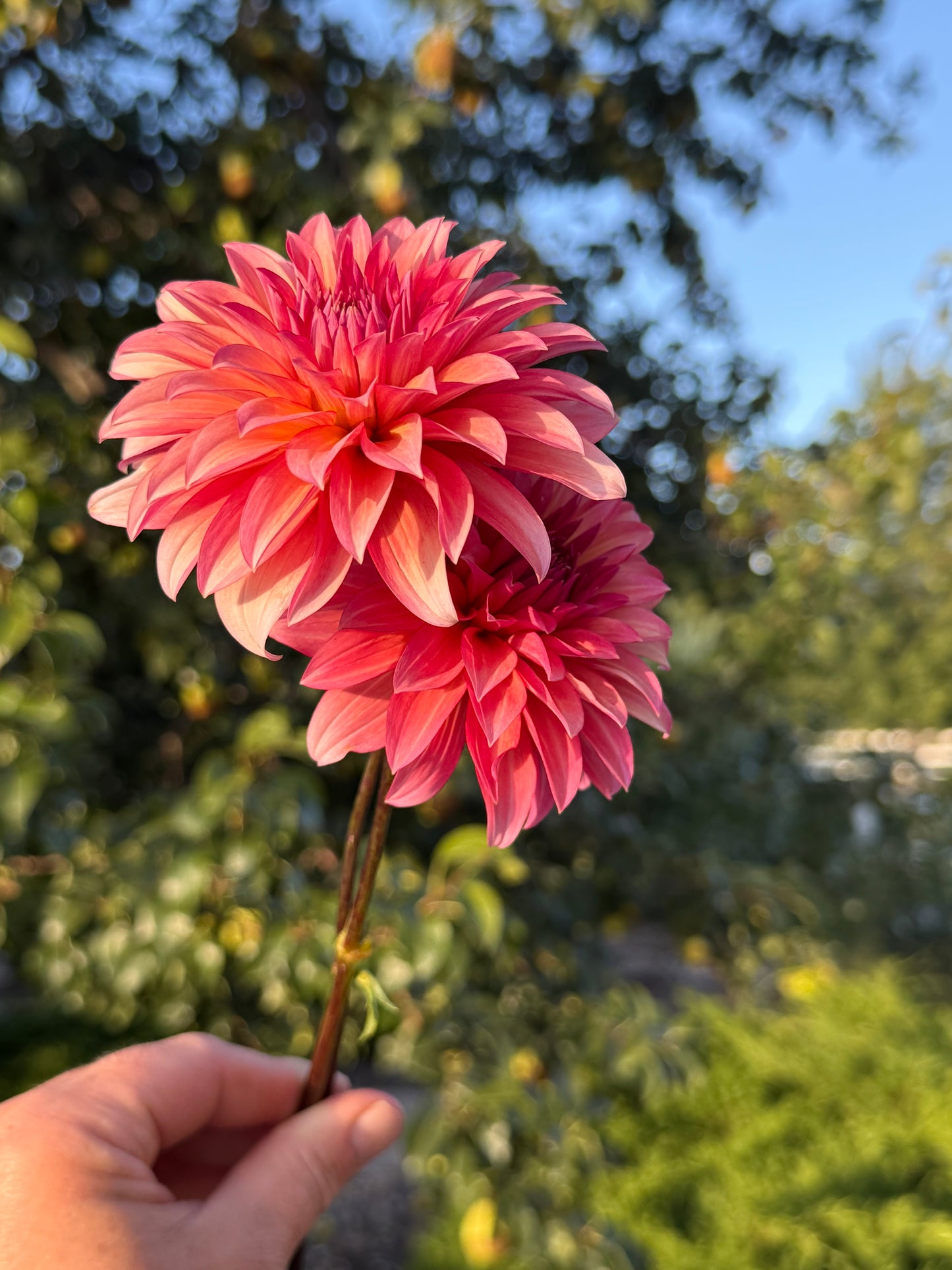 Sandia Ruthie-Cutting