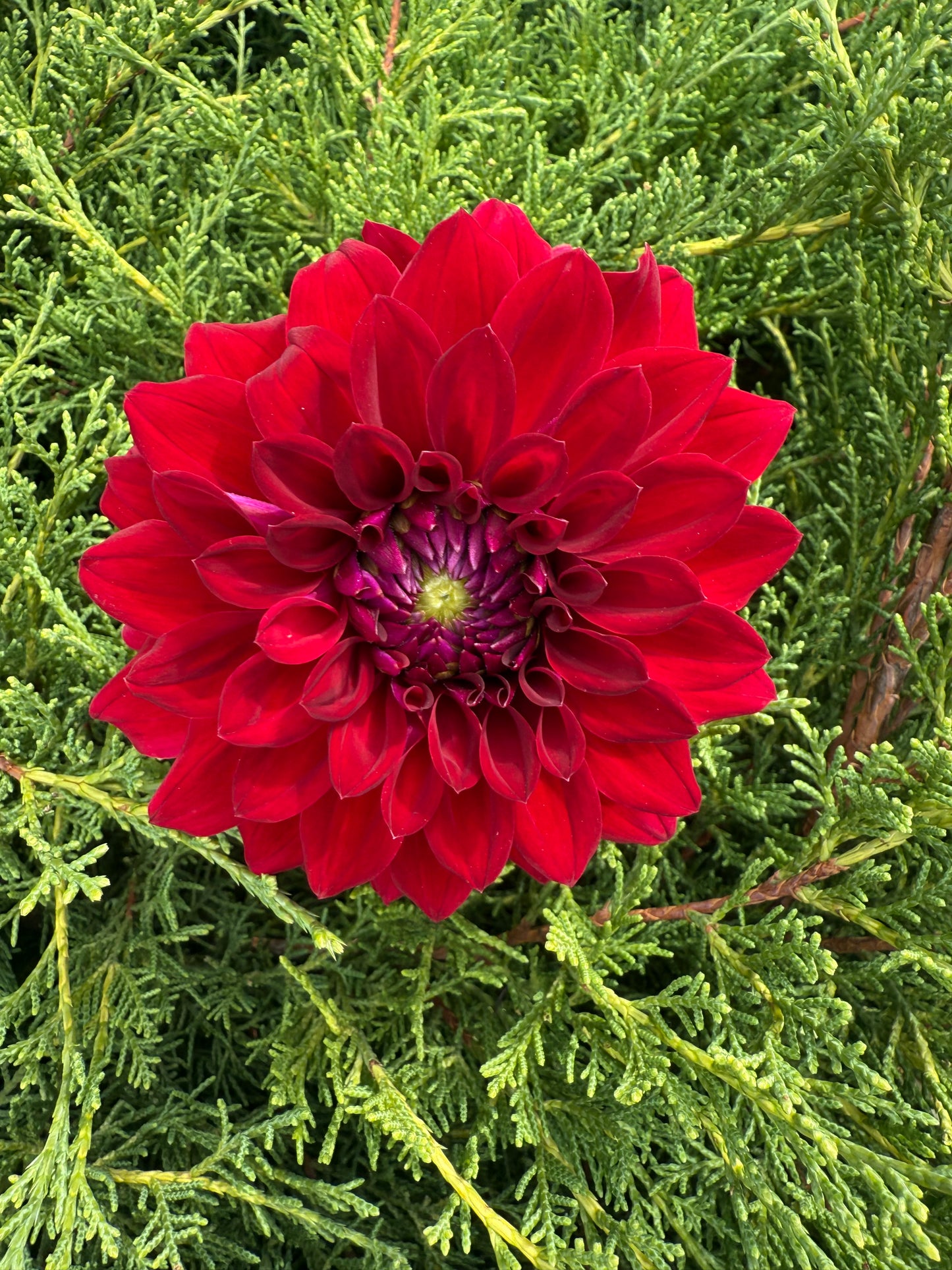 Tahoma Velvet