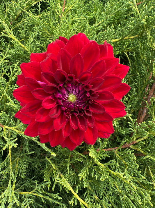 Tahoma Velvet