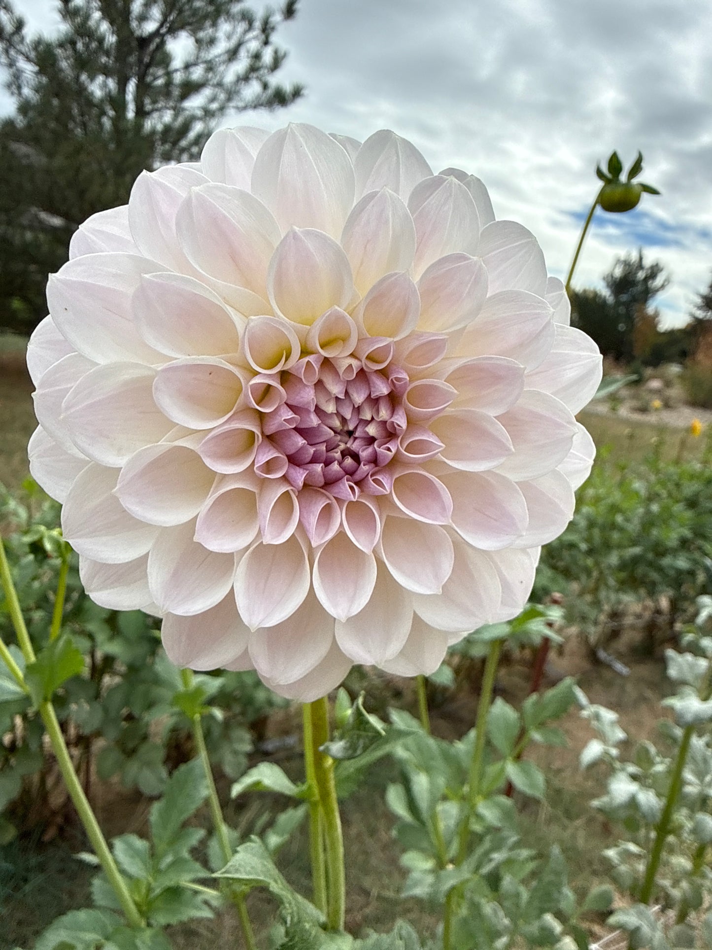 RM Hannah Joe-Cutting