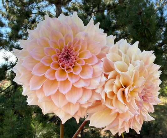 Lee's Pink Grapefruit