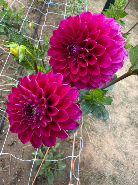 Hollyhill Berry Purple
