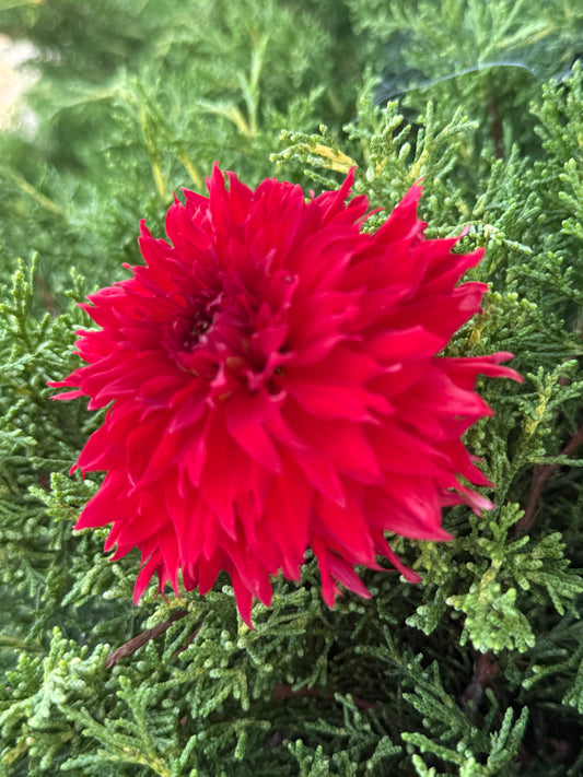 Bloomquist Skywalker