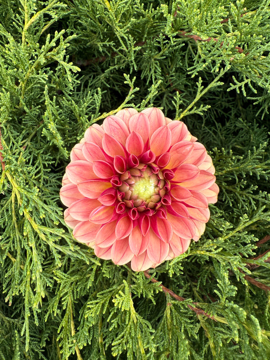 Levi's Blood Moon (Limit 1)