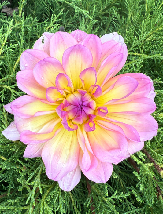 Sandia Rose (Limit 1)