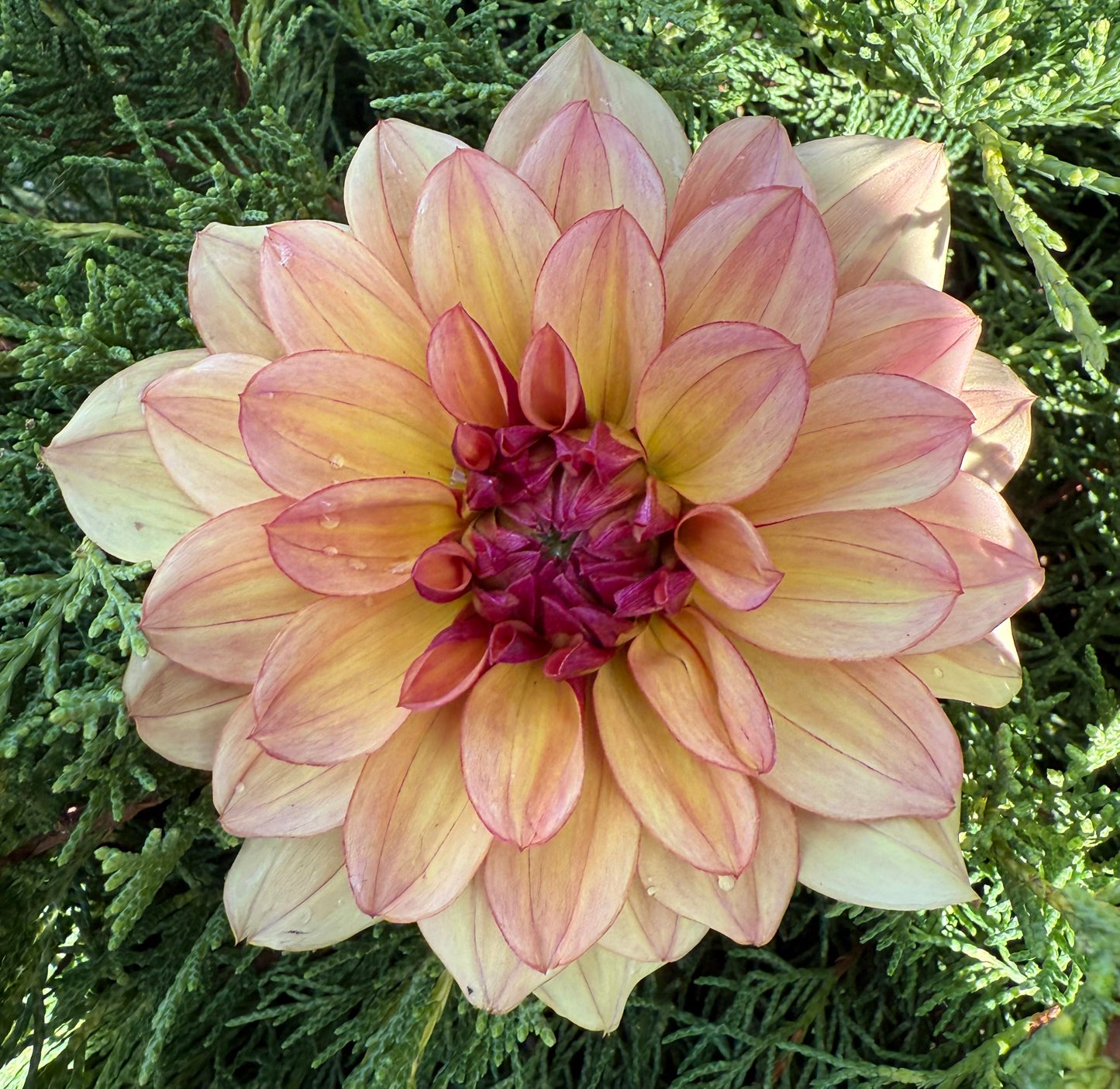 Creme De Cognac