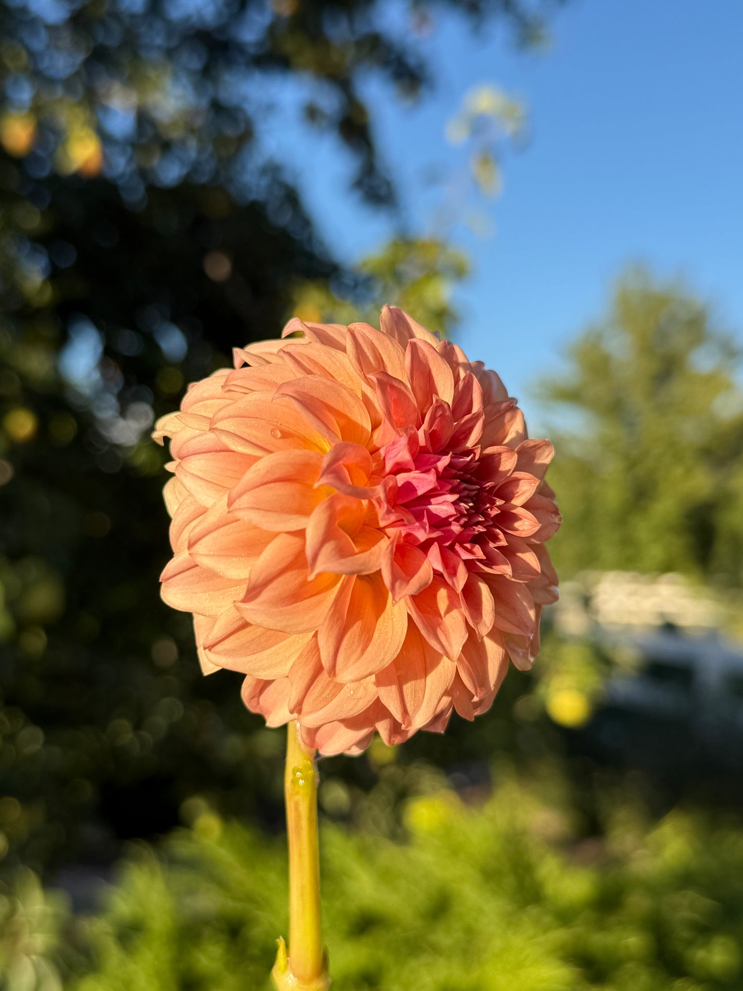 Bell's Momo (Limit 1)