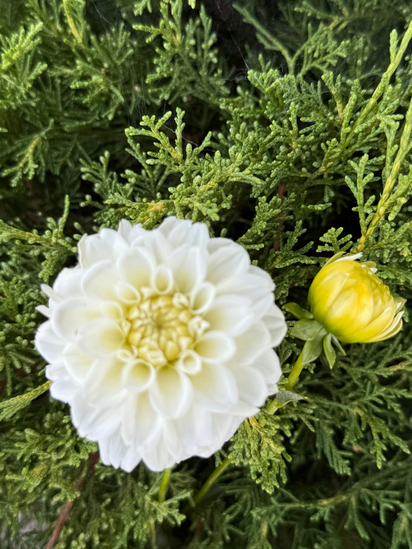 White Fawn
