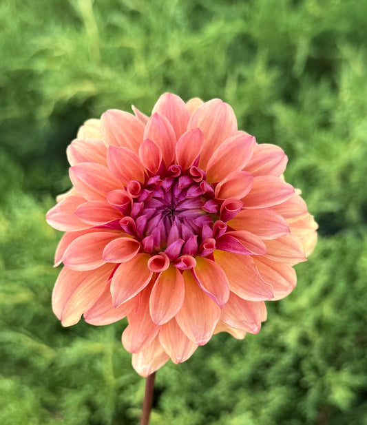 Bell's Naima (Limit 1)