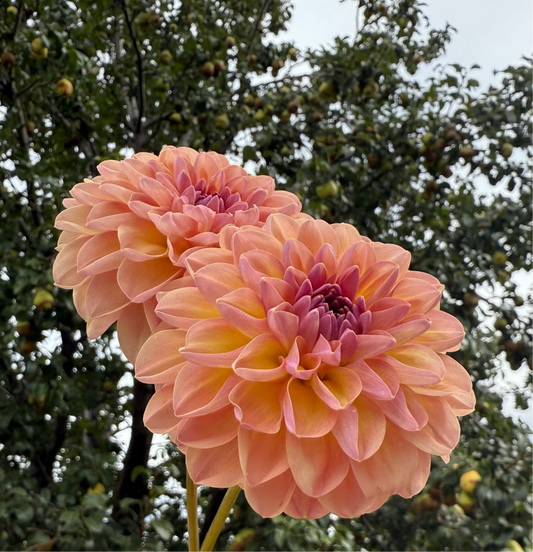 Hapet Vintage (Limit 1)