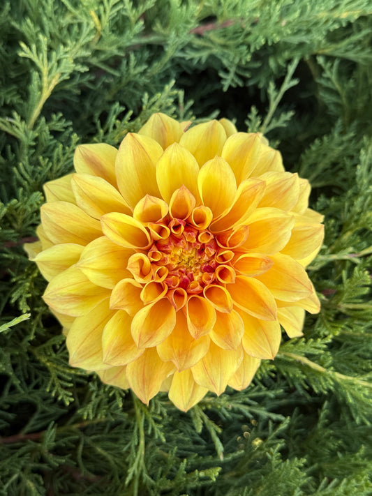 Bloomquist Endure-BULK