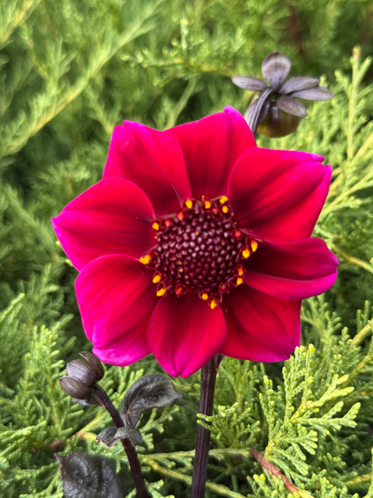 Bloomquist Rich Color