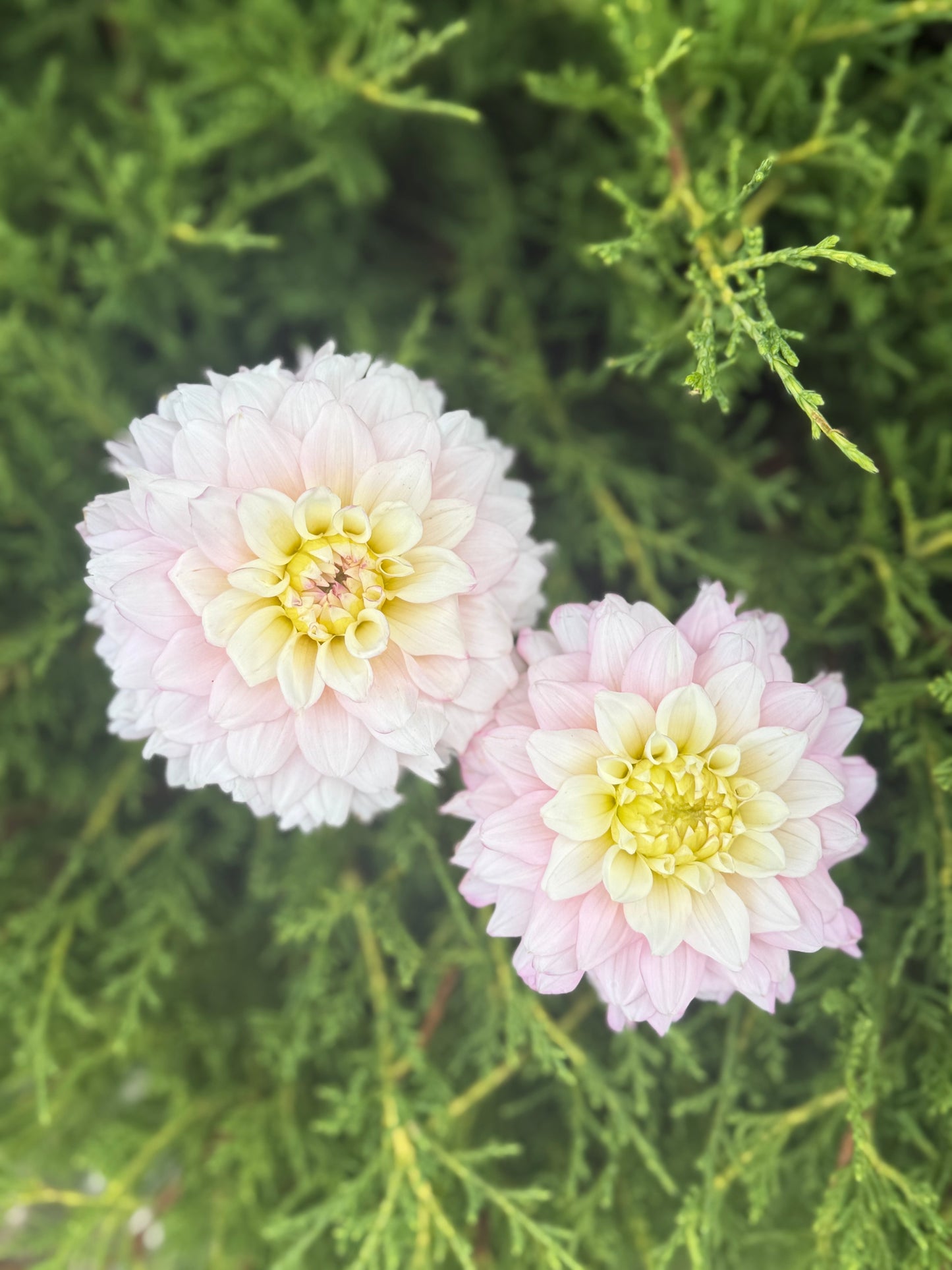 Hollyhill Pinkie