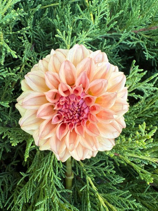 Bell's Momo (Limit 1)