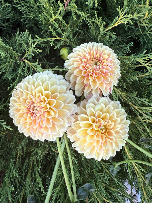 Sweet Suzanne-Cutting