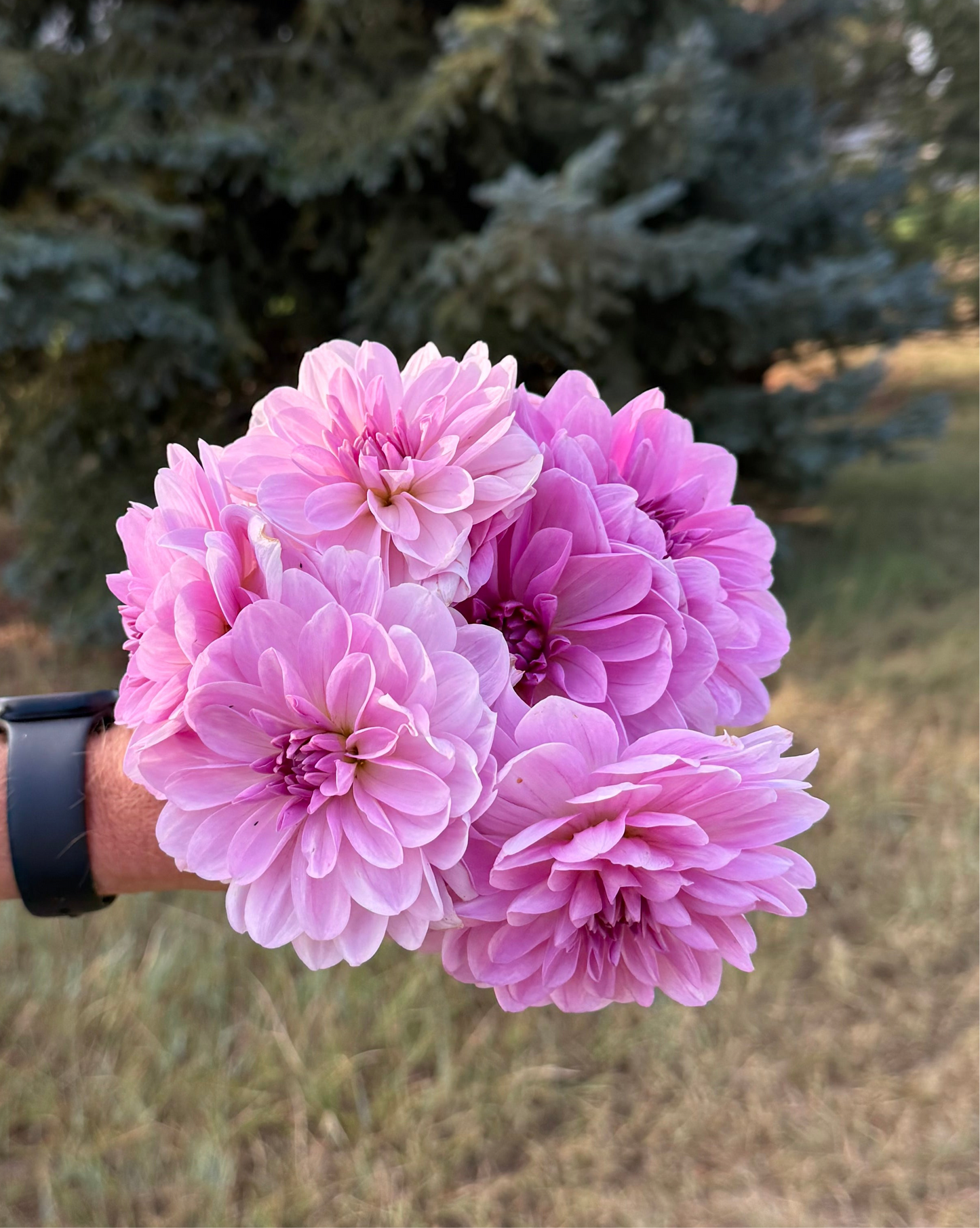 Sandia Shomei-Cutting