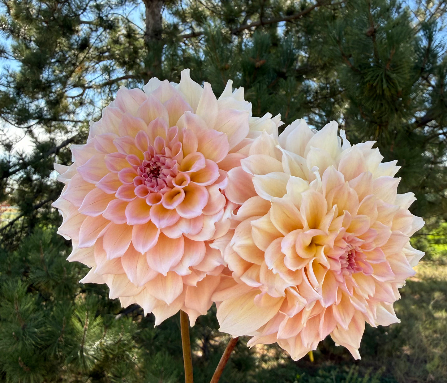 Lee's Pink Grapefruit