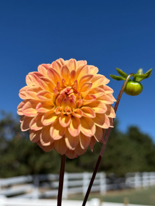 Bloomquist Lighthearted