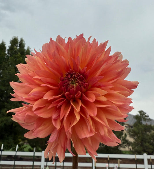 Verrone's 14-30 (Limit 1)