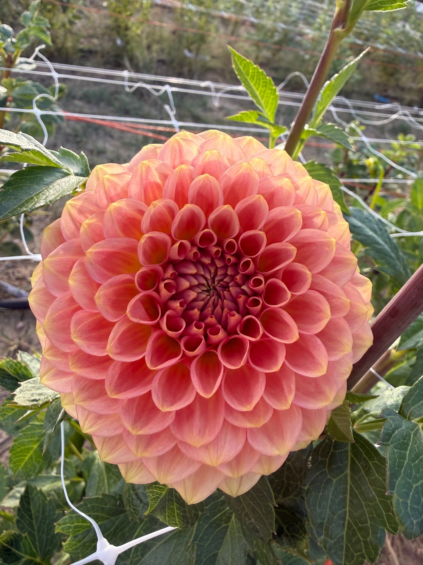 20th Ave Softer Peach