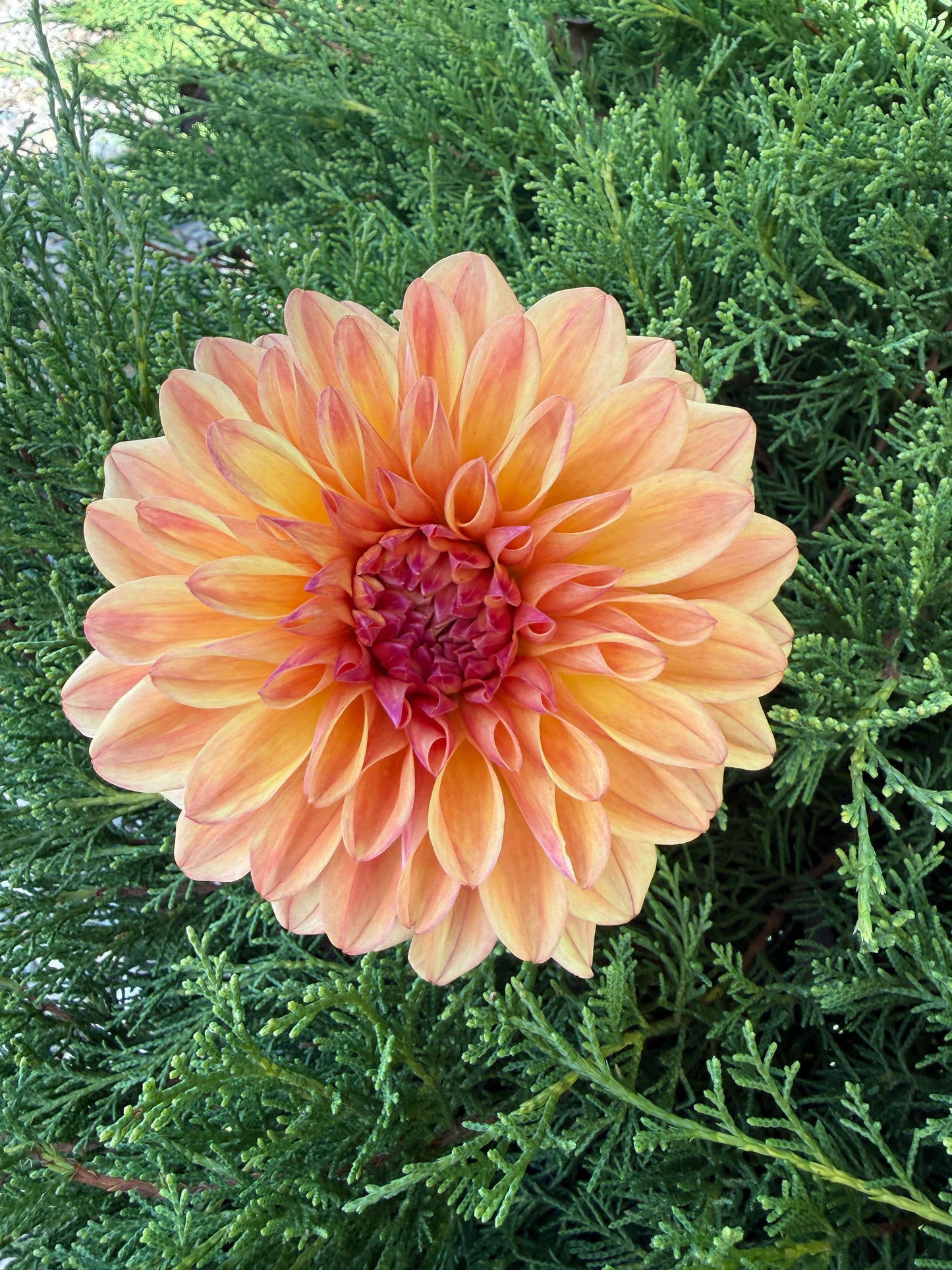 Robann Butterscotch