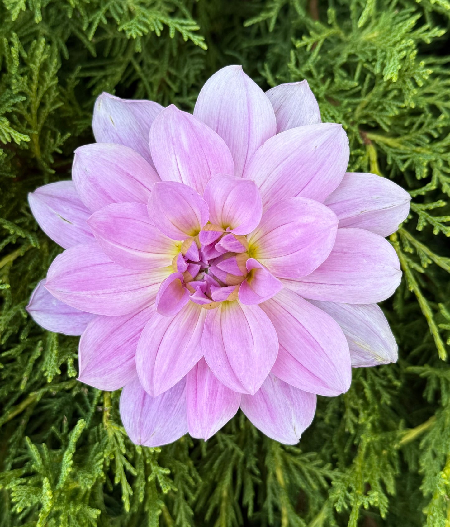 Sandia Shomei-Cutting