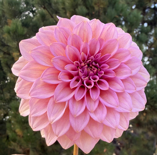 Levi's Bubblegum-Cutting