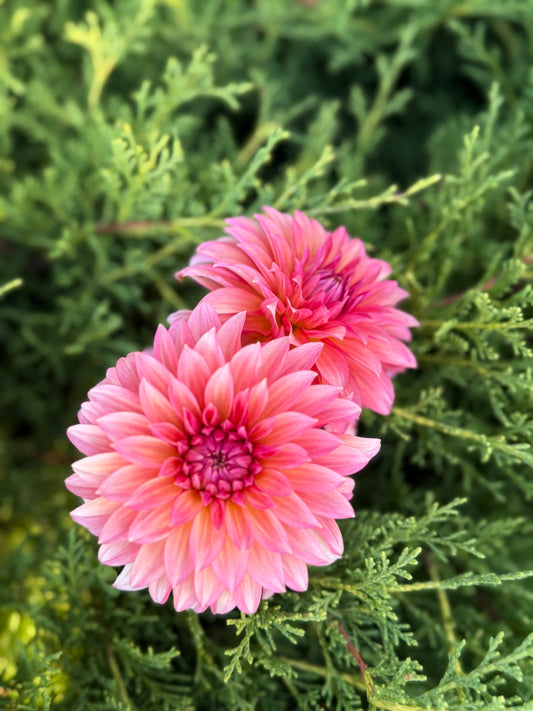 Sandia Ruthie-Cutting