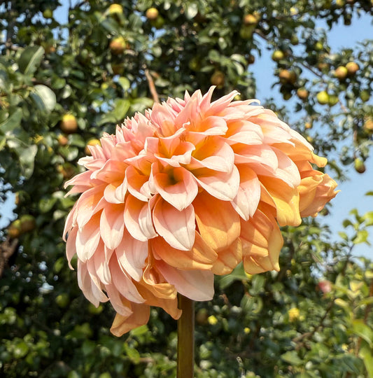 Bell's Bonbori- Cutting