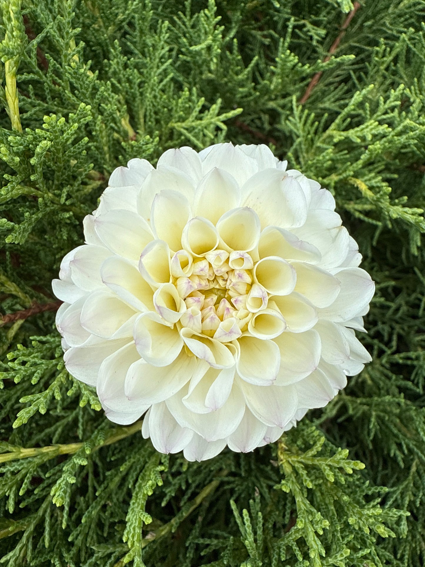 Ferncliff Pearl