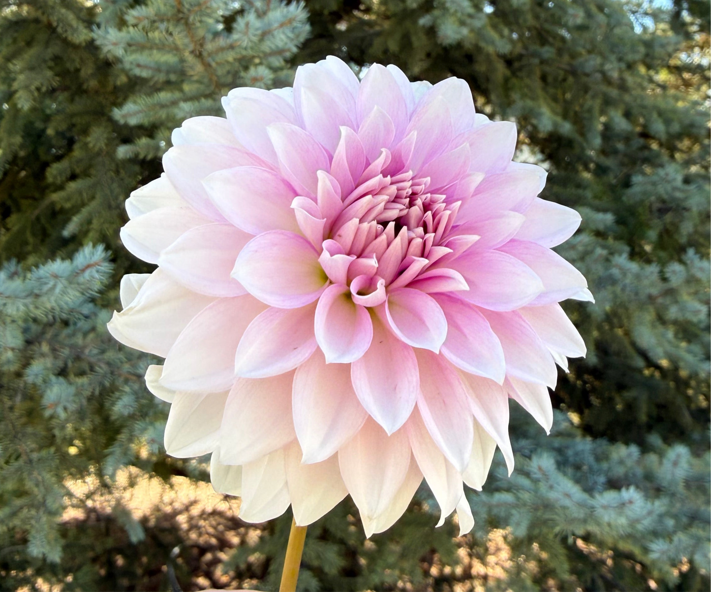 Budapest Blush