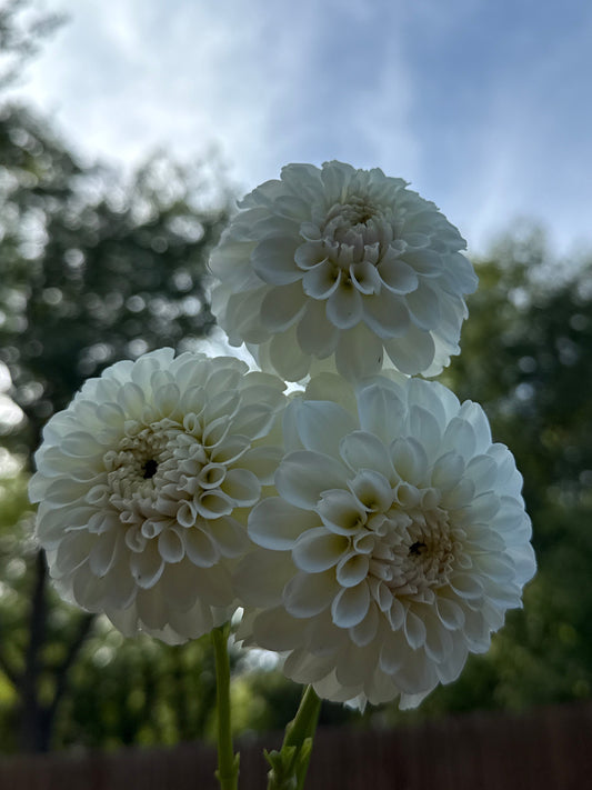 Irish Ruffles