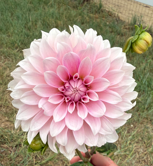 Lee's Lily Pilly (Limit 1)