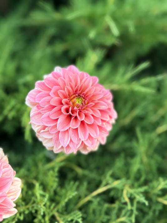 Hamari Rose