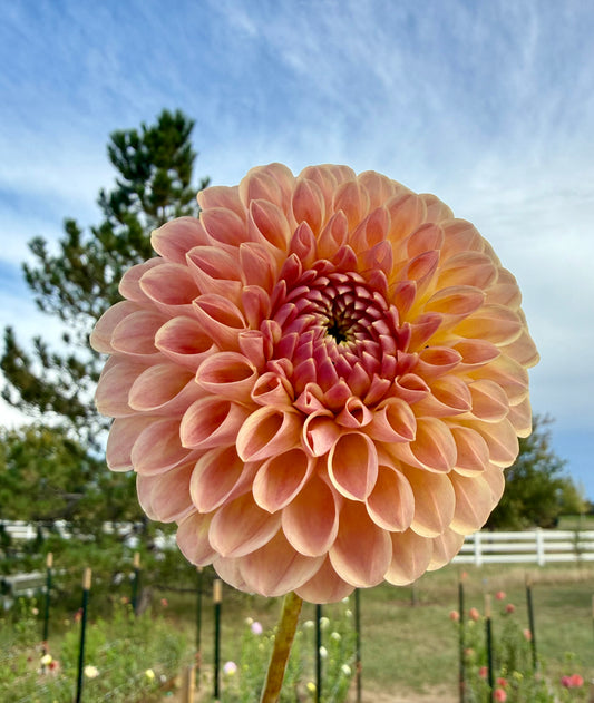 Clearview Peachy