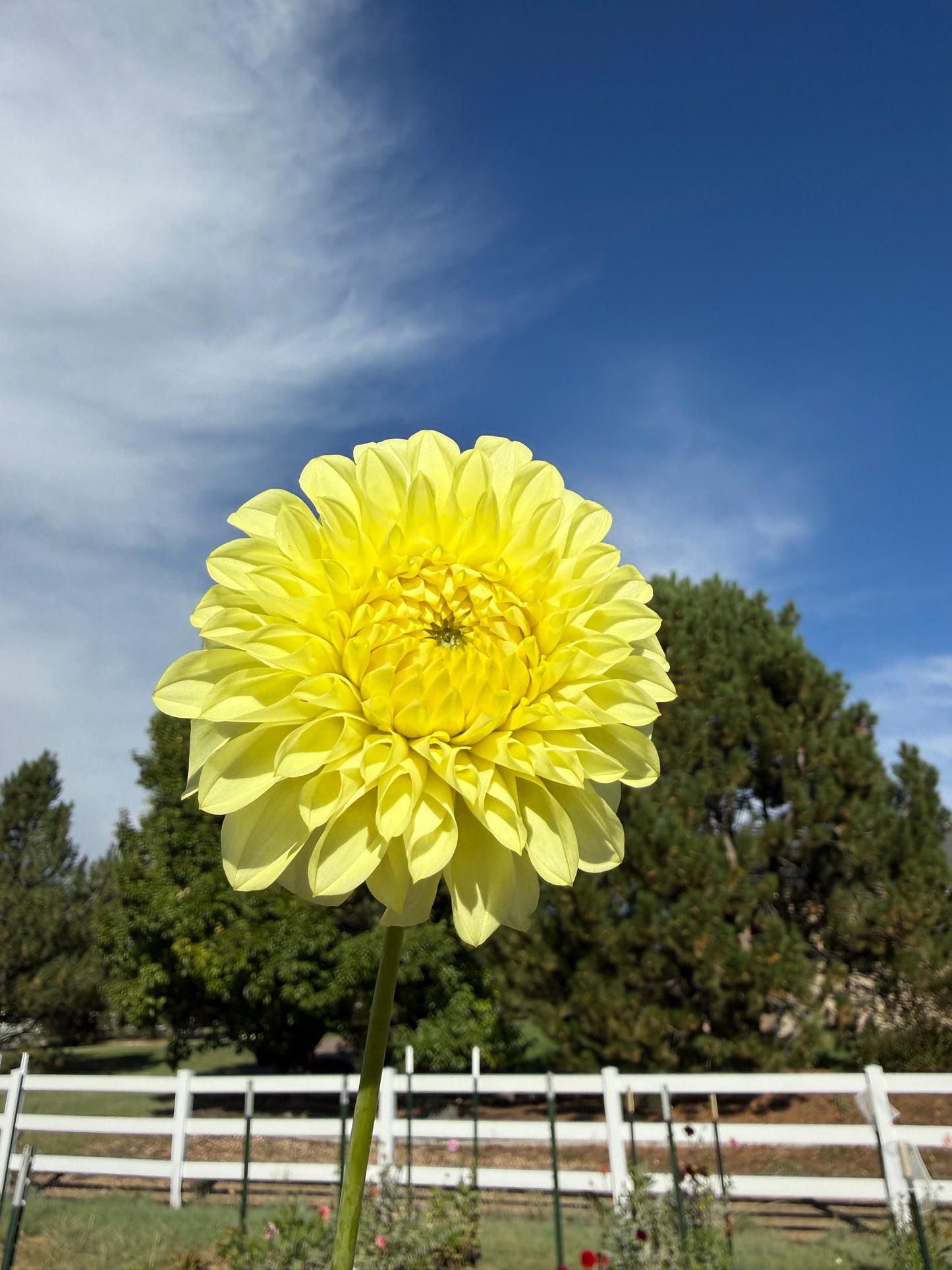 Coorabell Heather- Cutting