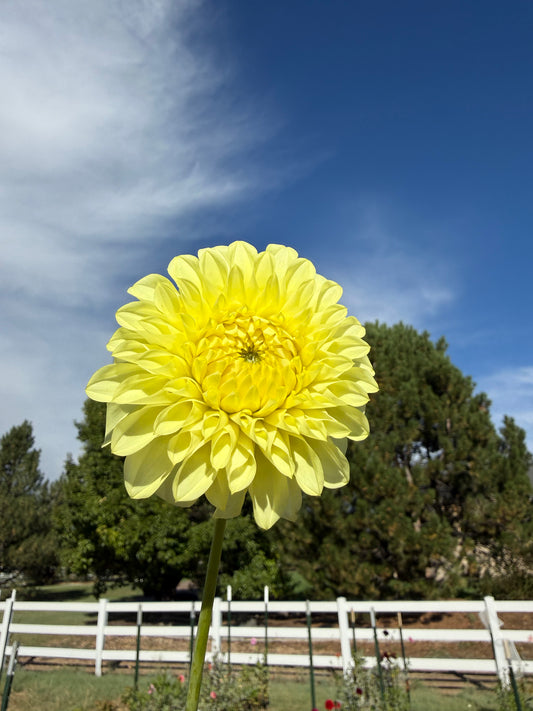 Coorabell Heather- Cutting