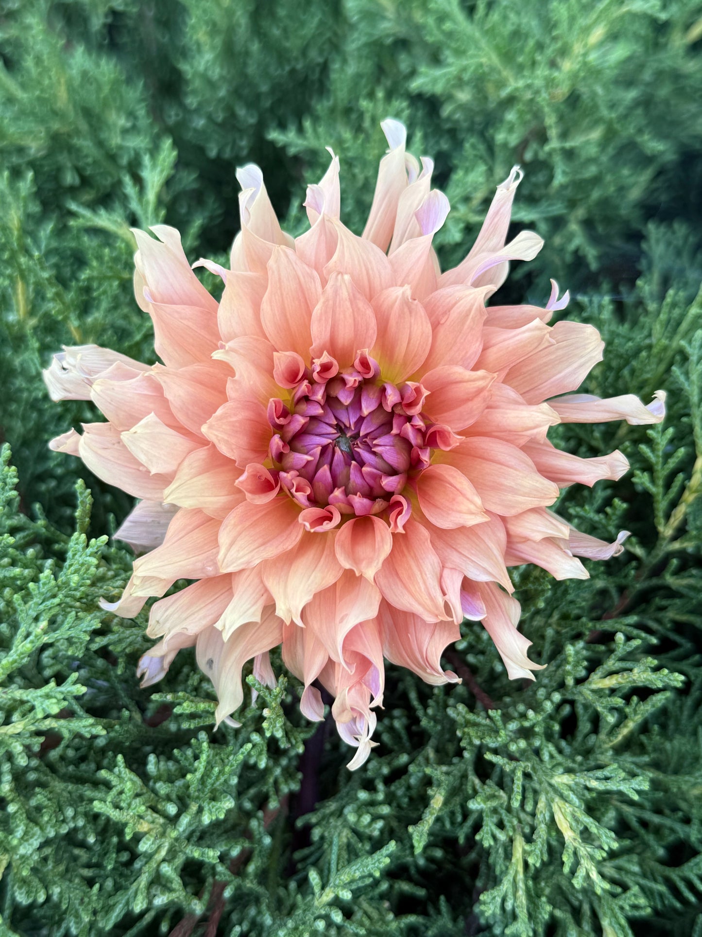 Terracotta