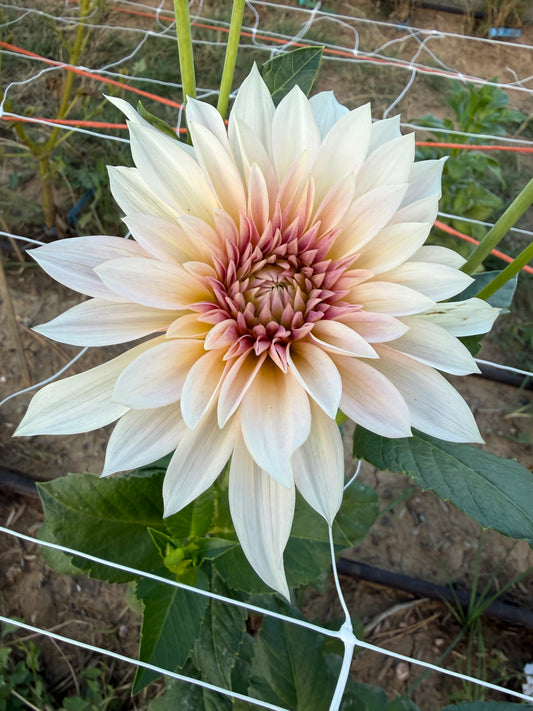 Jolene (Cafe Au Latte Mini)