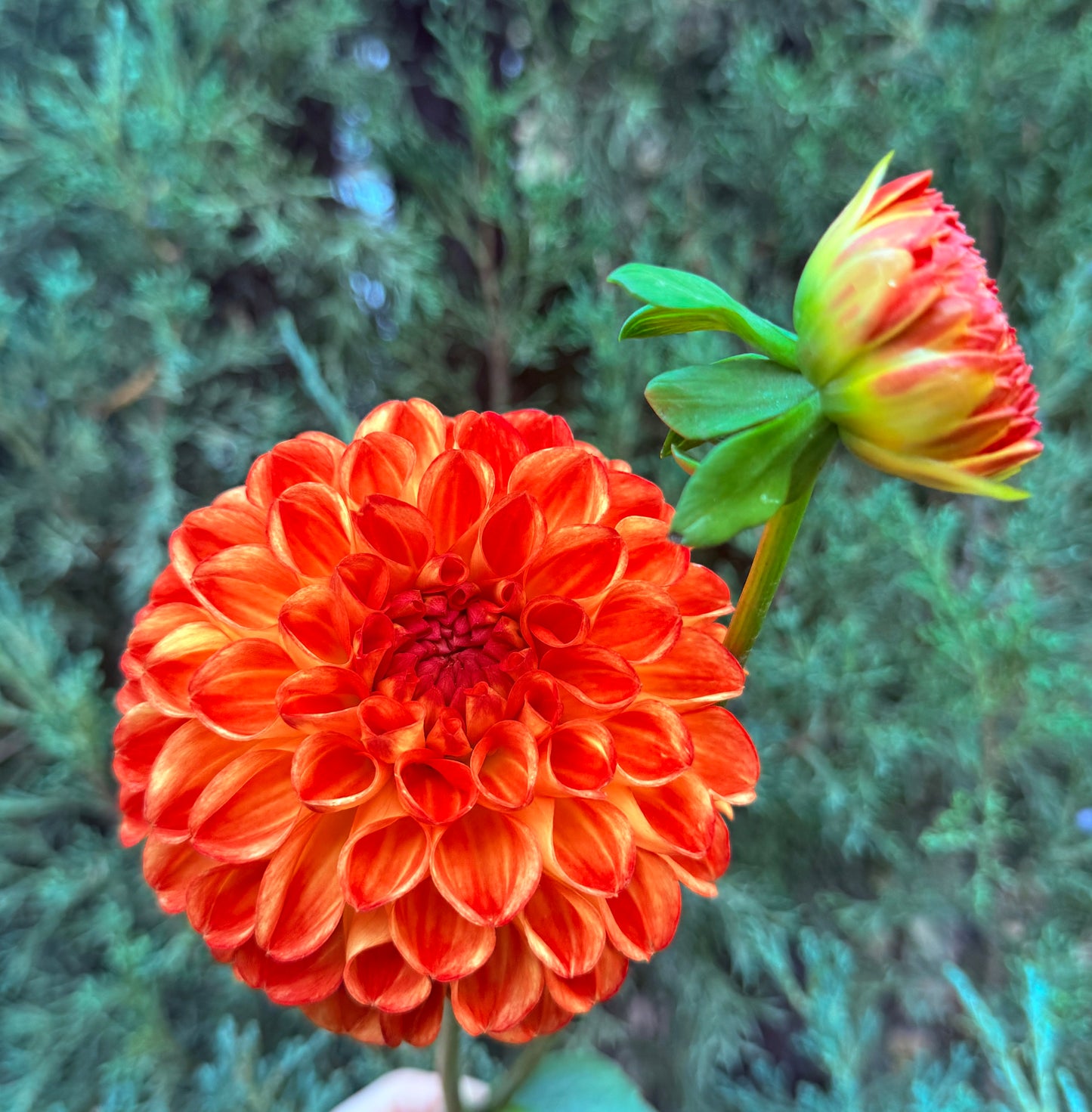 Orange Symphony