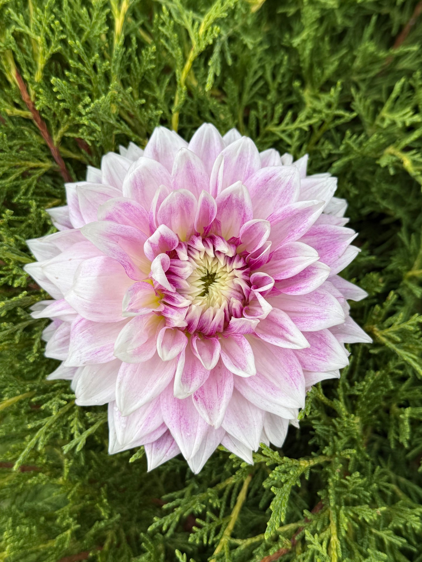 BJ's Dusty Rose