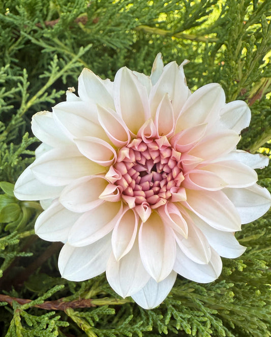 RM Baby Girl-Cutting