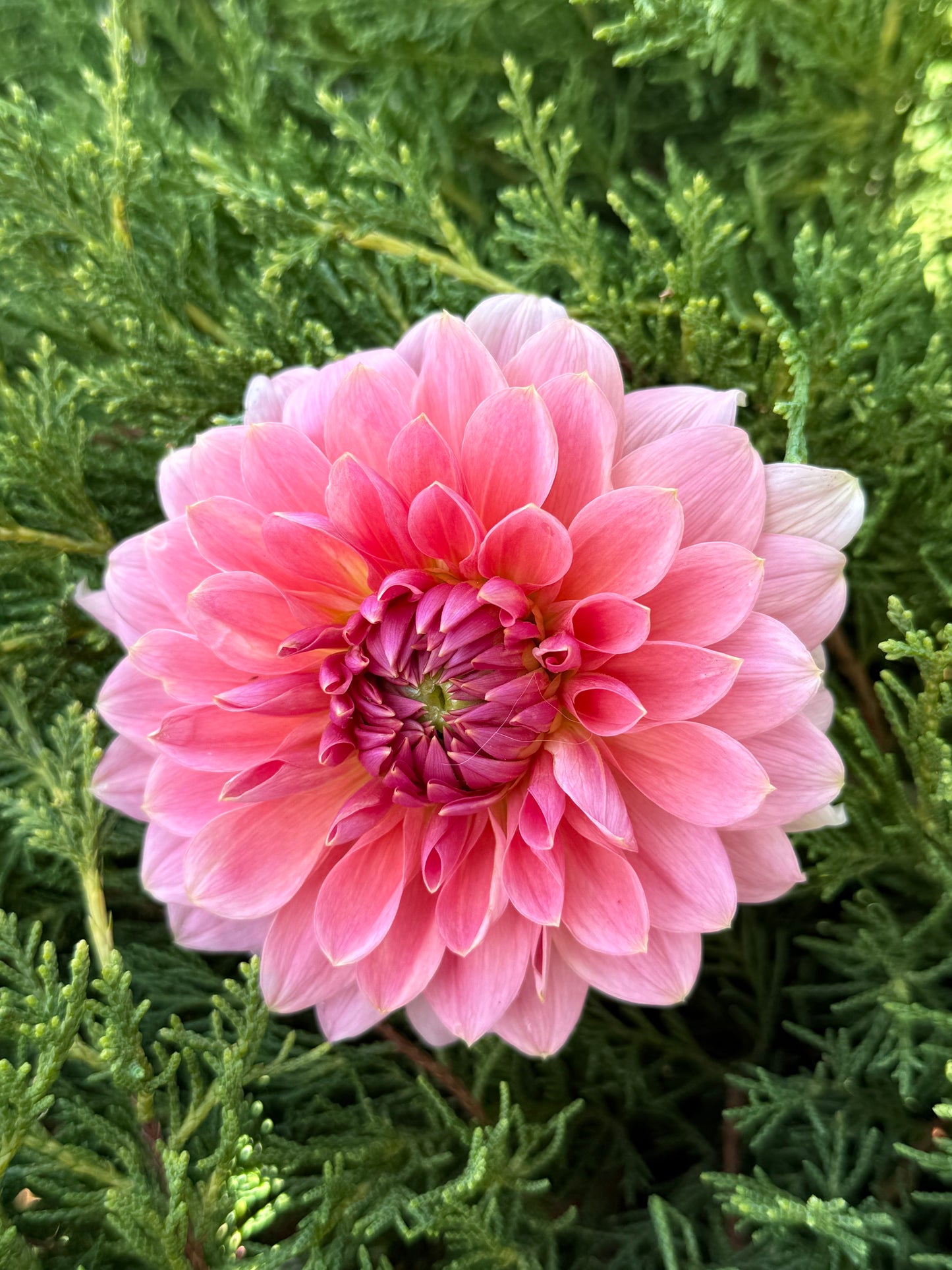 Askwith Minnie (Limit 1)