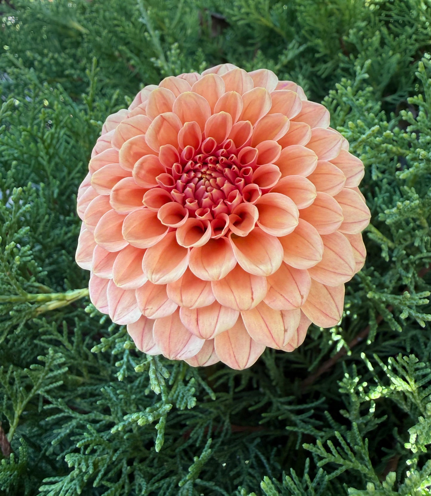 Rose Toscano