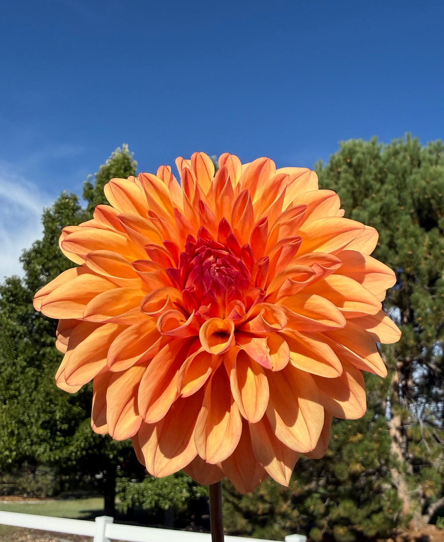 Robann Butterscotch