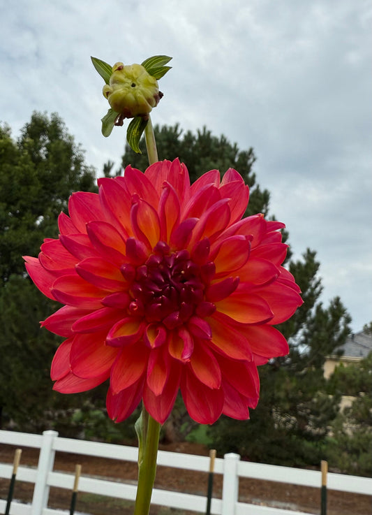 GF Smokey Summer (Limit 1)