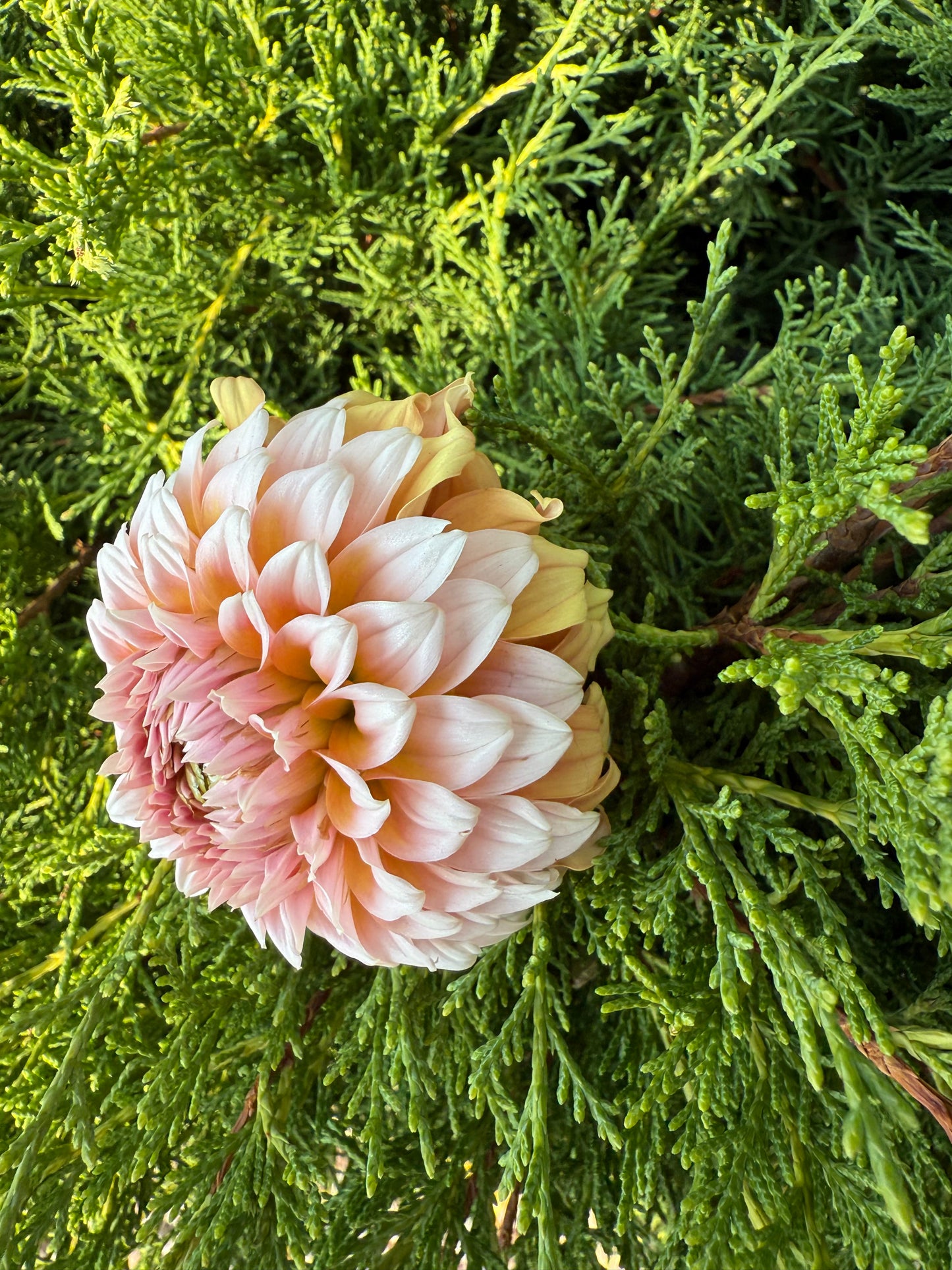 Bell's Bonbori- Cutting