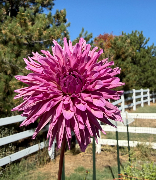 Lee's Flute Loop Lilac (Limit 1)